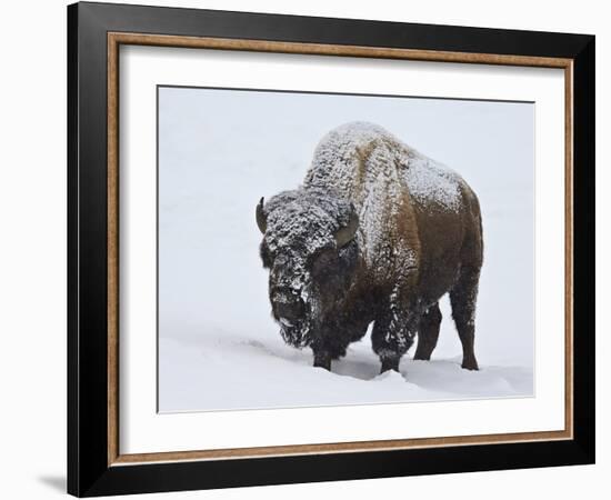 Bison (Bison Bison) Bull Covered with Snow in the Winter-James Hager-Framed Photographic Print