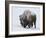 Bison (Bison Bison) Bull Covered with Snow in the Winter-James Hager-Framed Photographic Print