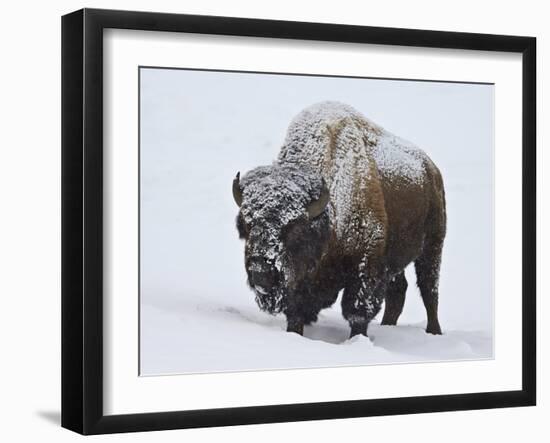 Bison (Bison Bison) Bull Covered with Snow in the Winter-James Hager-Framed Photographic Print