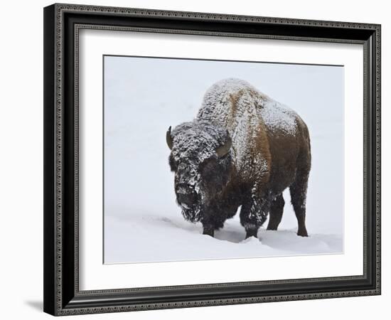 Bison (Bison Bison) Bull Covered with Snow in the Winter-James Hager-Framed Photographic Print