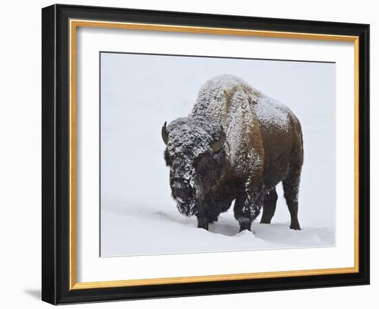 Bison (Bison Bison) Bull Covered with Snow in the Winter-James Hager-Framed Photographic Print