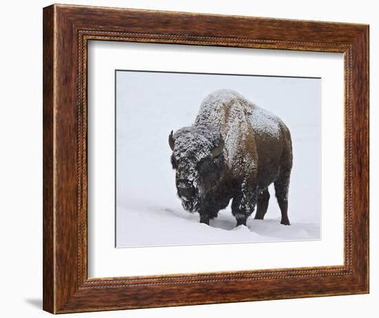 Bison (Bison Bison) Bull Covered with Snow in the Winter-James Hager-Framed Photographic Print