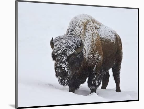 Bison (Bison Bison) Bull Covered with Snow in the Winter-James Hager-Mounted Photographic Print