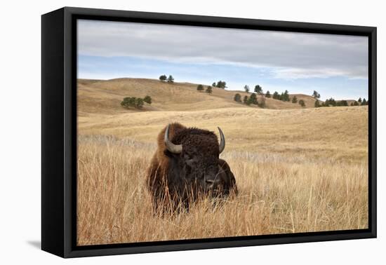 Bison (Bison Bison) Bull, Custer State Park, South Dakota, United States of America, North America-James Hager-Framed Premier Image Canvas