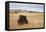 Bison (Bison Bison) Bull, Custer State Park, South Dakota, United States of America, North America-James Hager-Framed Premier Image Canvas