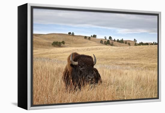 Bison (Bison Bison) Bull, Custer State Park, South Dakota, United States of America, North America-James Hager-Framed Premier Image Canvas