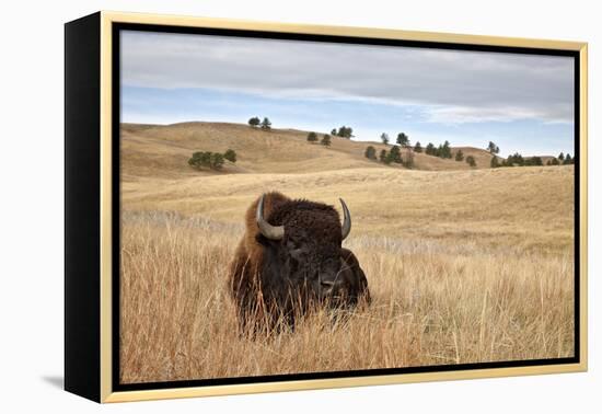Bison (Bison Bison) Bull, Custer State Park, South Dakota, United States of America, North America-James Hager-Framed Premier Image Canvas