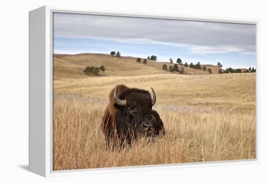 Bison (Bison Bison) Bull, Custer State Park, South Dakota, United States of America, North America-James Hager-Framed Premier Image Canvas