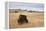 Bison (Bison Bison) Bull, Custer State Park, South Dakota, United States of America, North America-James Hager-Framed Premier Image Canvas