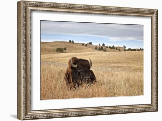 Bison (Bison Bison) Bull, Custer State Park, South Dakota, United States of America, North America-James Hager-Framed Photographic Print