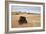 Bison (Bison Bison) Bull, Custer State Park, South Dakota, United States of America, North America-James Hager-Framed Photographic Print