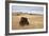 Bison (Bison Bison) Bull, Custer State Park, South Dakota, United States of America, North America-James Hager-Framed Photographic Print