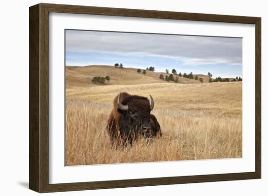 Bison (Bison Bison) Bull, Custer State Park, South Dakota, United States of America, North America-James Hager-Framed Photographic Print