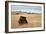 Bison (Bison Bison) Bull, Custer State Park, South Dakota, United States of America, North America-James Hager-Framed Photographic Print