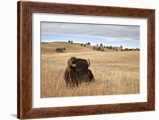 Bison (Bison Bison) Bull, Custer State Park, South Dakota, United States of America, North America-James Hager-Framed Photographic Print