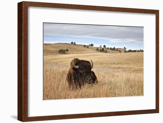 Bison (Bison Bison) Bull, Custer State Park, South Dakota, United States of America, North America-James Hager-Framed Photographic Print