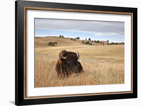 Bison (Bison Bison) Bull, Custer State Park, South Dakota, United States of America, North America-James Hager-Framed Photographic Print