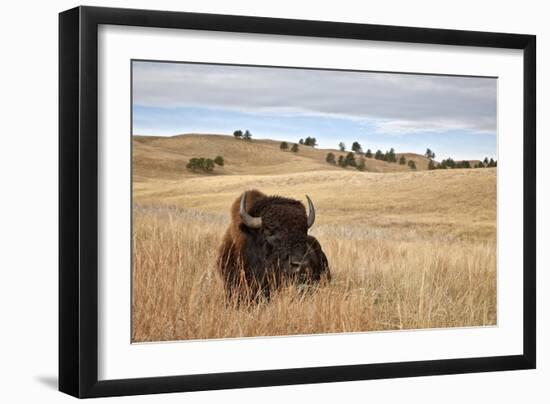 Bison (Bison Bison) Bull, Custer State Park, South Dakota, United States of America, North America-James Hager-Framed Photographic Print