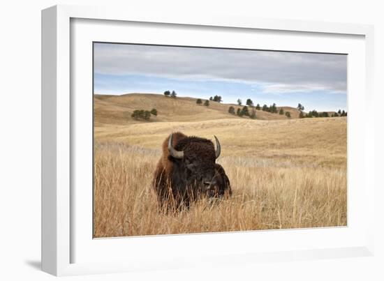 Bison (Bison Bison) Bull, Custer State Park, South Dakota, United States of America, North America-James Hager-Framed Photographic Print