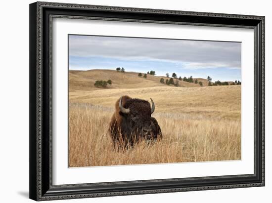 Bison (Bison Bison) Bull, Custer State Park, South Dakota, United States of America, North America-James Hager-Framed Photographic Print