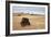 Bison (Bison Bison) Bull, Custer State Park, South Dakota, United States of America, North America-James Hager-Framed Photographic Print