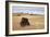 Bison (Bison Bison) Bull, Custer State Park, South Dakota, United States of America, North America-James Hager-Framed Photographic Print