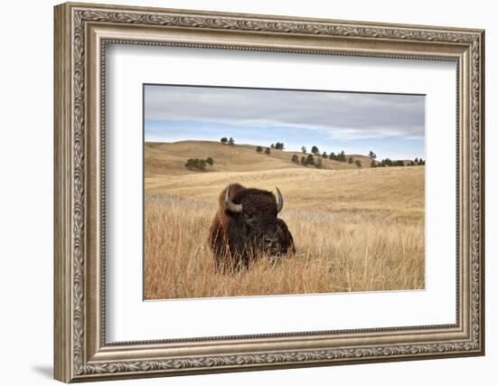 Bison (Bison Bison) Bull, Custer State Park, South Dakota, United States of America, North America-James Hager-Framed Photographic Print