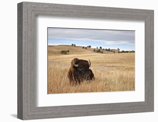 Bison (Bison Bison) Bull, Custer State Park, South Dakota, United States of America, North America-James Hager-Framed Photographic Print