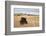 Bison (Bison Bison) Bull, Custer State Park, South Dakota, United States of America, North America-James Hager-Framed Photographic Print