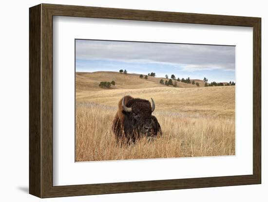 Bison (Bison Bison) Bull, Custer State Park, South Dakota, United States of America, North America-James Hager-Framed Photographic Print