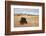 Bison (Bison Bison) Bull, Custer State Park, South Dakota, United States of America, North America-James Hager-Framed Photographic Print