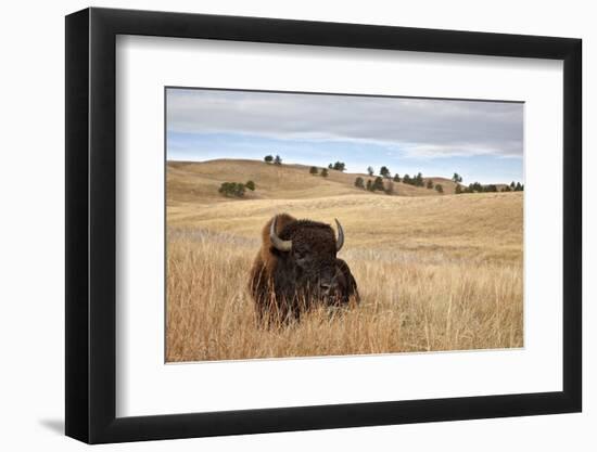 Bison (Bison Bison) Bull, Custer State Park, South Dakota, United States of America, North America-James Hager-Framed Photographic Print