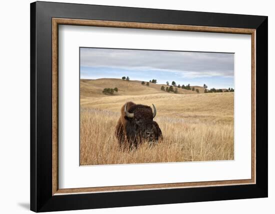 Bison (Bison Bison) Bull, Custer State Park, South Dakota, United States of America, North America-James Hager-Framed Photographic Print