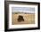 Bison (Bison Bison) Bull, Custer State Park, South Dakota, United States of America, North America-James Hager-Framed Photographic Print