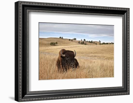 Bison (Bison Bison) Bull, Custer State Park, South Dakota, United States of America, North America-James Hager-Framed Photographic Print