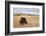 Bison (Bison Bison) Bull, Custer State Park, South Dakota, United States of America, North America-James Hager-Framed Photographic Print