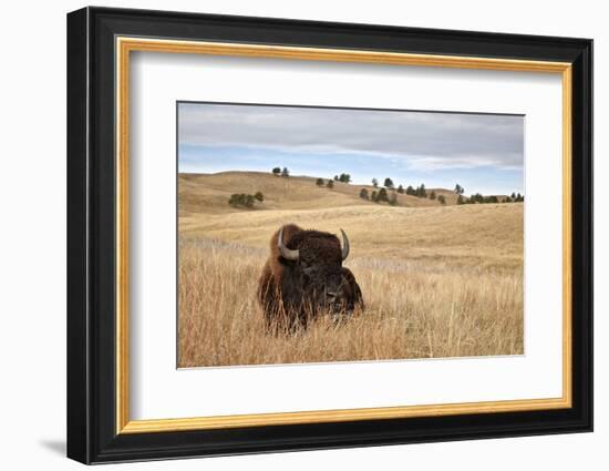 Bison (Bison Bison) Bull, Custer State Park, South Dakota, United States of America, North America-James Hager-Framed Photographic Print