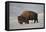 Bison (Bison Bison) Bull in the Snow-James Hager-Framed Premier Image Canvas