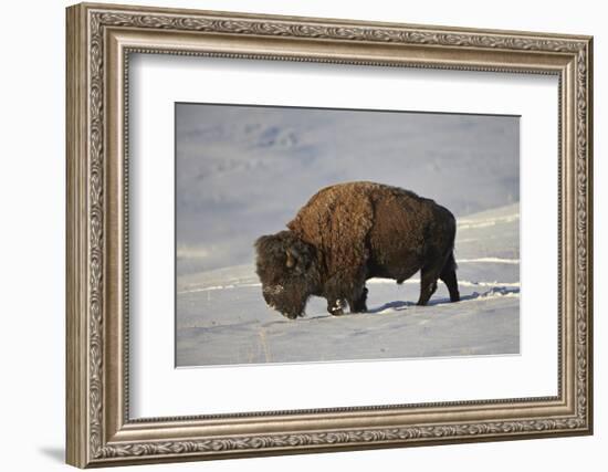 Bison (Bison Bison) Bull in the Snow-James Hager-Framed Photographic Print