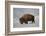 Bison (Bison Bison) Bull in the Snow-James Hager-Framed Photographic Print