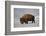 Bison (Bison Bison) Bull in the Snow-James Hager-Framed Photographic Print