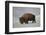 Bison (Bison Bison) Bull in the Snow-James Hager-Framed Photographic Print