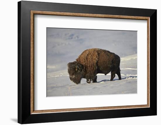 Bison (Bison Bison) Bull in the Snow-James Hager-Framed Photographic Print