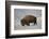 Bison (Bison Bison) Bull in the Snow-James Hager-Framed Photographic Print