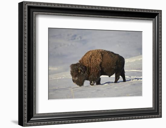 Bison (Bison Bison) Bull in the Snow-James Hager-Framed Photographic Print