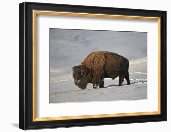 Bison (Bison Bison) Bull in the Snow-James Hager-Framed Photographic Print