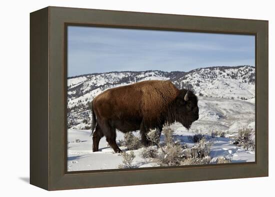 Bison (Bison Bison) Bull in the Winter-James Hager-Framed Premier Image Canvas