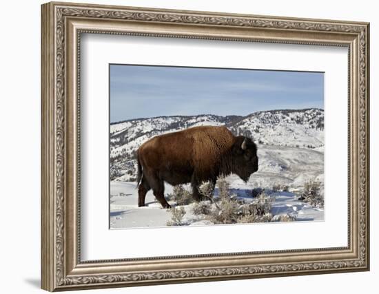 Bison (Bison Bison) Bull in the Winter-James Hager-Framed Photographic Print