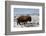 Bison (Bison Bison) Bull in the Winter-James Hager-Framed Photographic Print