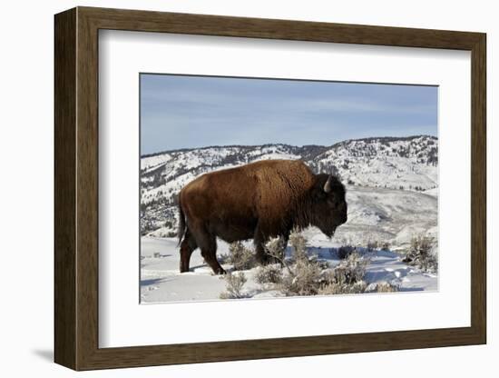 Bison (Bison Bison) Bull in the Winter-James Hager-Framed Photographic Print